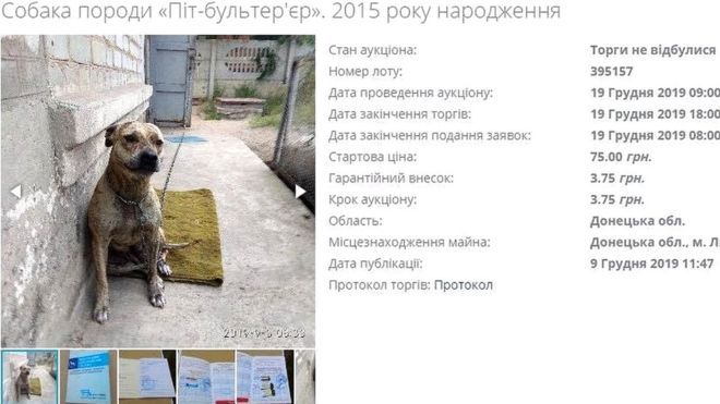 Ουκρανία: Δημοπρατήθηκαν σκυλιά για να πληρωθούν χρέη του ιδιοκτήτη τους