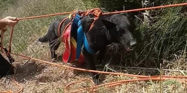 Ο σκαντζόχοιρος και η πολύωρη επιχείρηση για τη σωτηρία του “Δία”