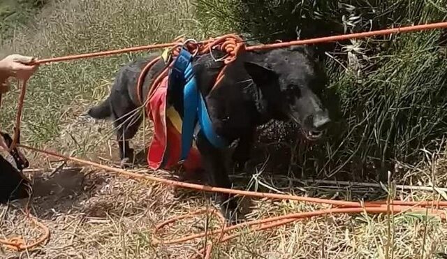 Ο σκαντζόχοιρος και η πολύωρη επιχείρηση για τη σωτηρία του “Δία”