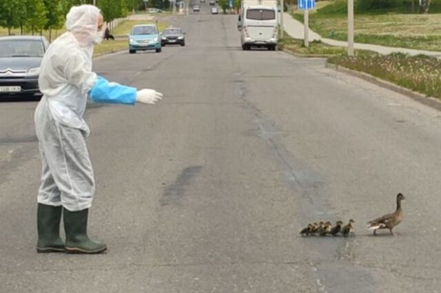 Συγκινητικό βίντεο: Οδηγός ασθενοφόρου διευκολύνει πάπιες να περάσουν το δρόμο