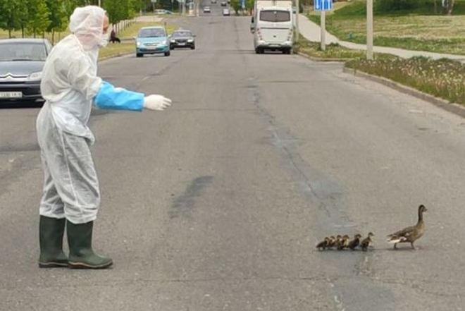 Συγκινητικό βίντεο: Οδηγός ασθενοφόρου διευκολύνει πάπιες να περάσουν το δρόμο