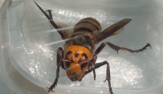 Αυτή η σφήκα μπορεί να σκοτώσει 40 μέλισσες το λεπτό!