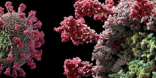 3D βίντεο: Η πραγματική εικόνα του κορονοϊού