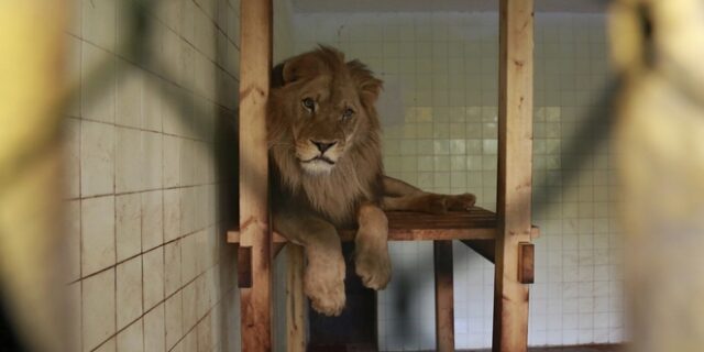 Αυστραλία: Λιοντάρι επιτέθηκε σε υπάλληλο ζωολογικού κήπου