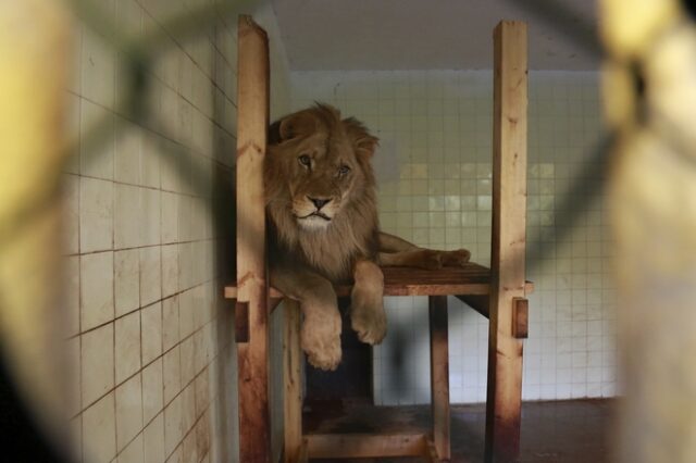 Αυστραλία: Λιοντάρι επιτέθηκε σε υπάλληλο ζωολογικού κήπου