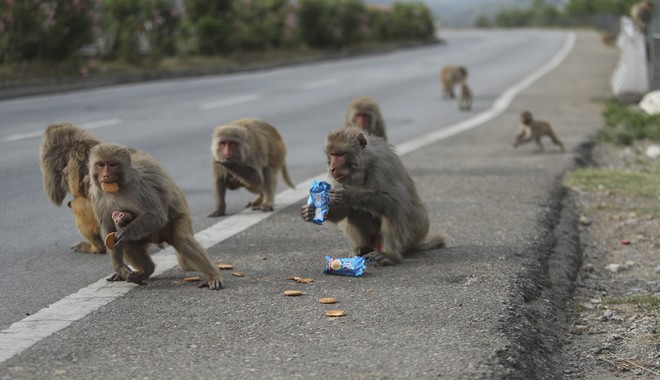 Έγινε κι αυτό – Πίθηκοι έκλεψαν δείγματα αίματος ασθενών με κορονοϊό στην Ινδία