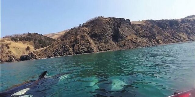 Βίντεο που “κόβει” την ανάσα: Φάλαινες – δολοφόνοι περικυκλώνουν κωπηλάτες