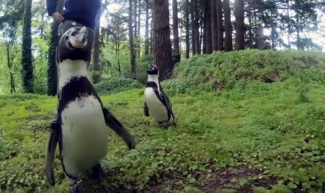 Πιγκουίνοι έσπασαν την καραντίνα και βγήκαν για βόλτα στο δάσος