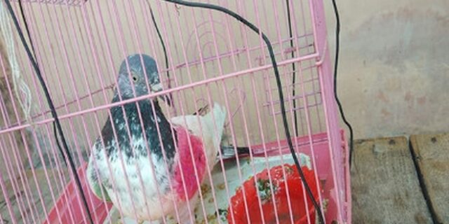 Συνέλαβαν ροζ περιστέρι για “κατασκοπεία”