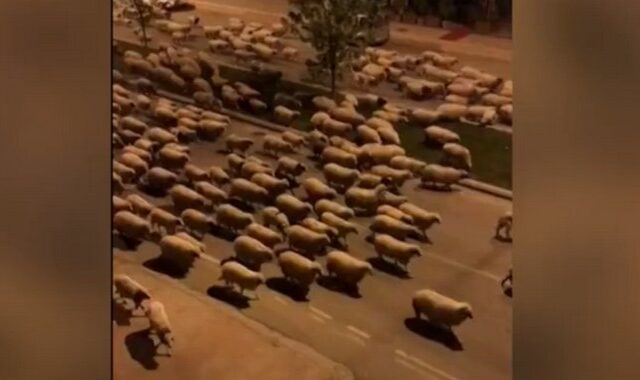 Εκατοντάδες πρόβατα κατακλύζουν τους έρημους δρόμους της Σαμψούντας
