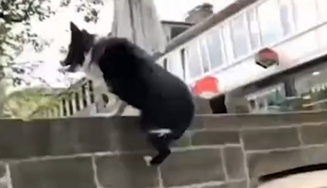 “Μάστερ” του Parkour: Ο απίθανος σκύλος που έγινε viral