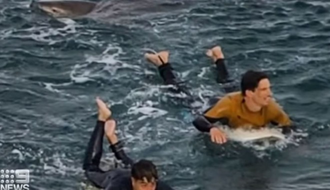 Σκηνές θρίλερ: Σέρφερ επέζησε από επίθεση καρχαρία ρίχνοντας… μπουνιές!