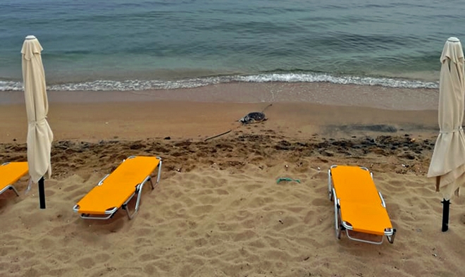 Καβάλα: Νεκρές δύο θαλάσσιες χελώνες σε παραλίες