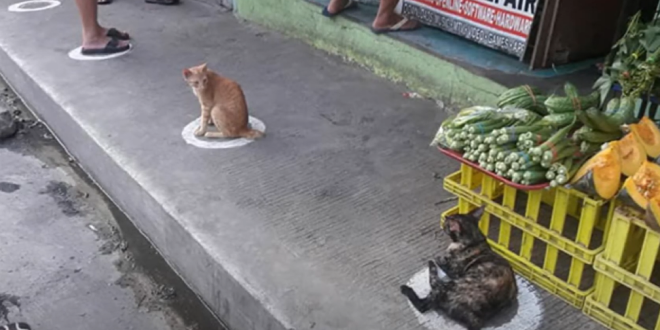Φιλιππίνες: Έγιναν viral οι γάτες που τηρούν τα μέτρα του κορονοϊού