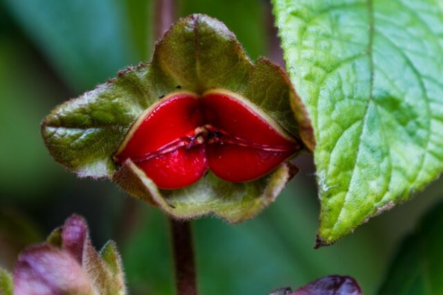 Psychotria Elata: Το σπάνιο φυτό που θυμίζει ανθρώπινα χείλια