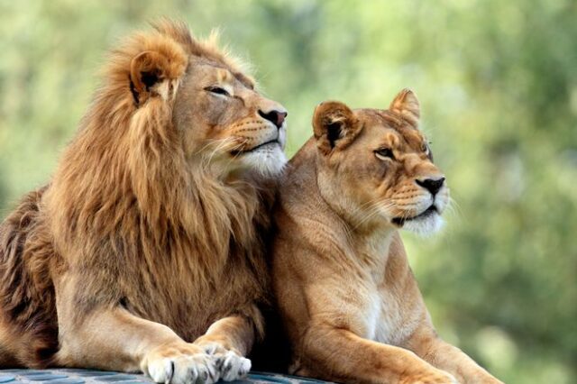 Κένυα: Πανικός από λιοντάρι που απέδρασε από το εθνικό πάρκο του Ναϊρόμπι