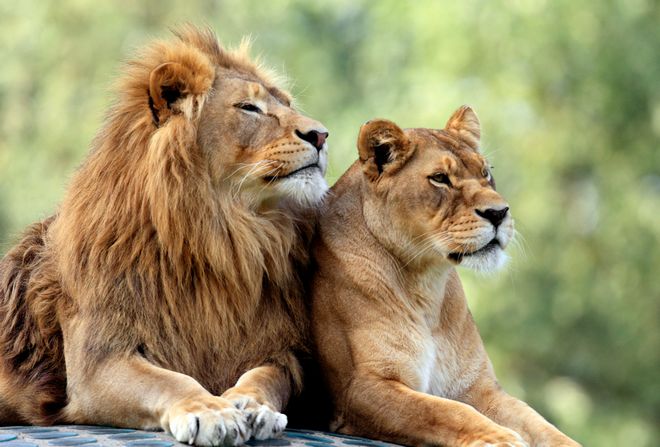 Κένυα: Πανικός από λιοντάρι που απέδρασε από το εθνικό πάρκο του Ναϊρόμπι