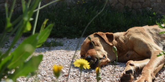 Η καραντίνα αύξησε τις υιοθεσίες κατοικίδιων ζώων