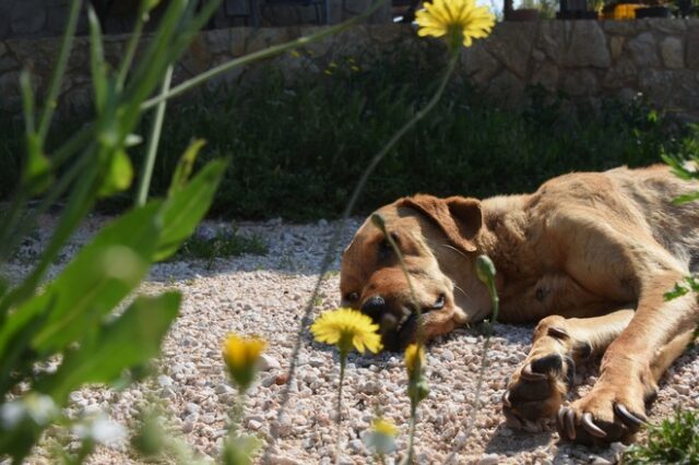 Σοκ στη Ξάνθη: Πέταξαν ζωντανό σκυλί μέσα σε κάδο