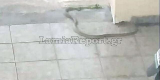 Λαμία: Φίδι “σήκωσε στο πόδι” πολυκατοικία στο κέντρο της πόλης