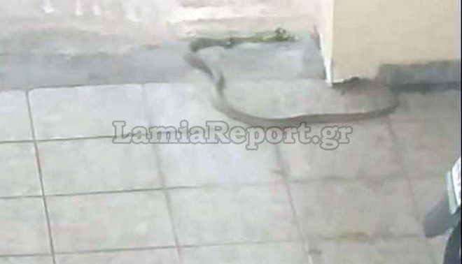 Λαμία: Φίδι “σήκωσε στο πόδι” πολυκατοικία στο κέντρο της πόλης