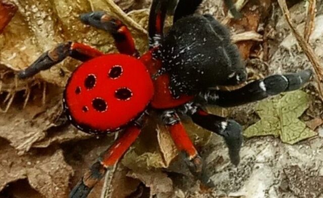 Σπάνια αράχνη “Πασχαλίτσα” εμφανίστηκε στα Τρίκαλα