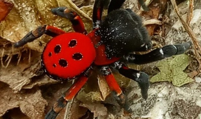 Σπάνια αράχνη “Πασχαλίτσα” εμφανίστηκε στα Τρίκαλα
