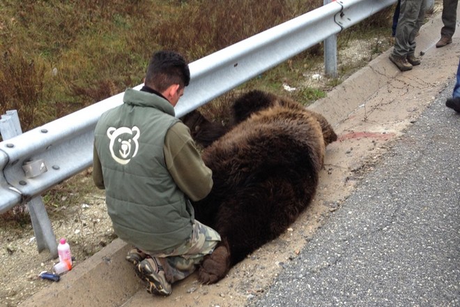 Κοζάνη: Νεκρή αρκούδα στην Εγνατία Οδό – Παρασύρθηκε από ΙΧ