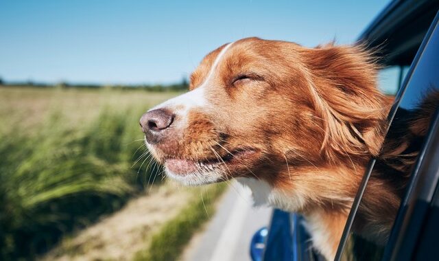 Ποιοι σκύλοι κινδυνεύουν περισσότερο να πάθουν θερμοπληξία