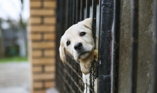 Βρετανία: Αύξηση ζήτησης σκύλων την περίοδο του lockdown