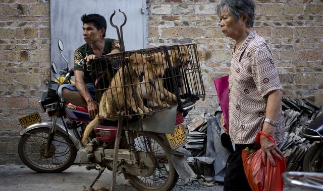 Κίνα: Το φεστιβάλ φρίκης με κρέας σκύλων θα διεξαχθεί κανονικά
