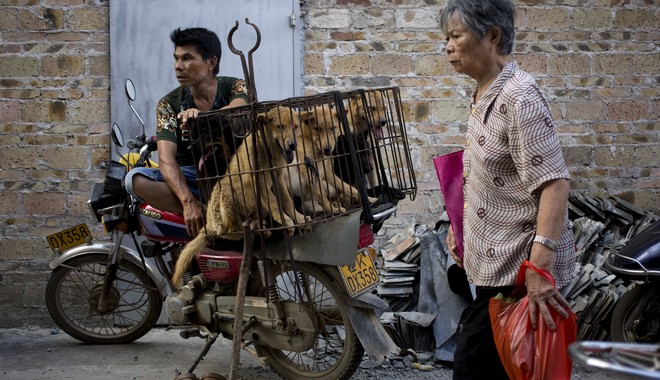 Κίνα: Το φεστιβάλ φρίκης με κρέας σκύλων θα διεξαχθεί κανονικά