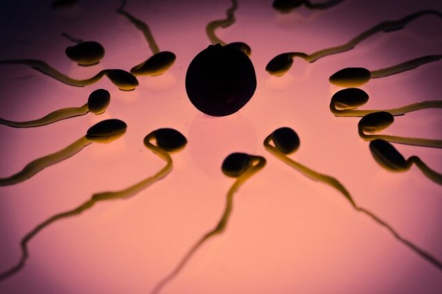 Τα ωάρια επιλέγουν τελικά ποιο σπέρμα θα τα γονιμοποιήσει