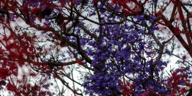 Τζακαράντες: Η Αθήνα γέμισε μωβ εξωτικά δέντρα
