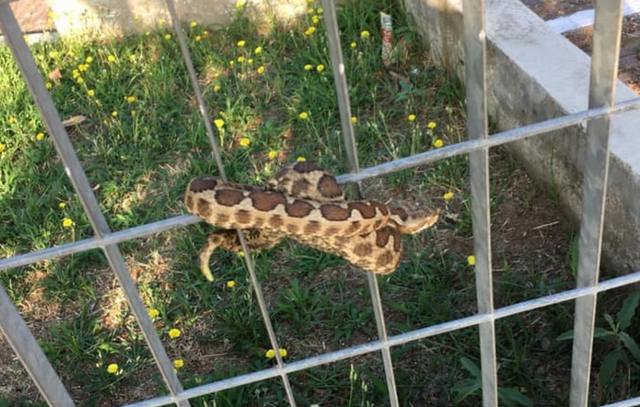 Θεσσαλονίκη: Αναστάτωση από οχιά σε παιδική χαρά