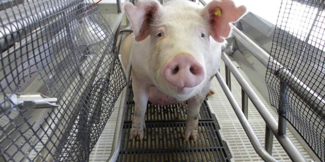 Νέο στέλεχος γρίπης των χοίρων εμφανίστηκε στην Κίνα