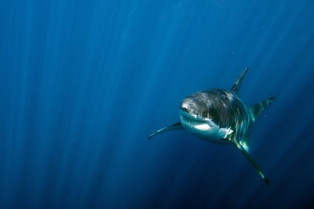 Αυστραλία: Η στιγμή της επίθεσης καρχαρία σε ψαροντουφεκά