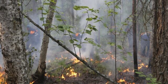 Κλιματική αλλαγή: Πυρκαγιές, βροχοπτώσεις και έντομα – Οι νέες πληγές της Σιβηρίας