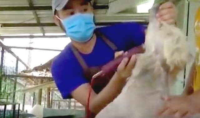 Ταϊλάνδη: Groomer σκύλων κουρεύει δεκάδες αδέσποτα τη μέρα