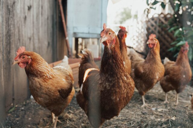 Πώς το κοτόπουλο έγινε κοτόπουλο – Ο πρώτος πρόγονος
