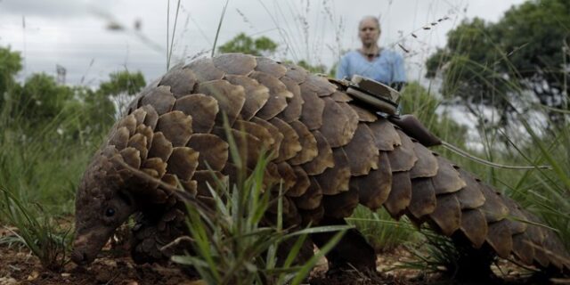 Κορονοϊός: Η Κίνα αποσύρει τον παγκολίνο και από την ιατρική