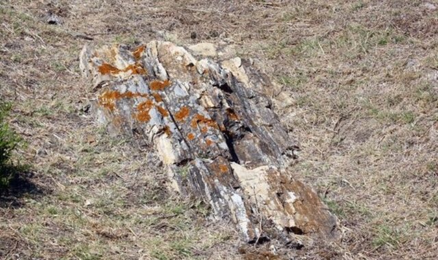 Γιγαντιαίος κορμός απολιθωμένου δέντρου βρέθηκε σε χωριό της Λήμνου
