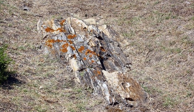 Γιγαντιαίος κορμός απολιθωμένου δέντρου βρέθηκε σε χωριό της Λήμνου
