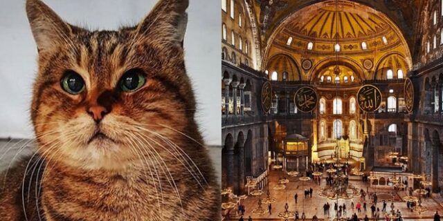 Η γάτα της Αγίας Σοφίας – Την έχουν ”γνωρίσει” Τσίπρας και Ομπάμα