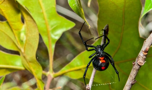 Αράχνη “μαύρη χήρα” στη Δυτική Ελλάδα – Τσίμπησε βρέφος και μια γυναίκα