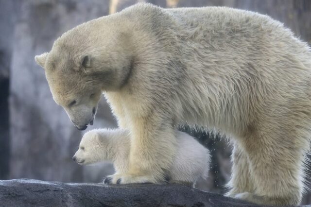 Οι πολικές αρκούδες κινδυνεύουν να εξαφανιστούν μέχρι το τέλος του αιώνα