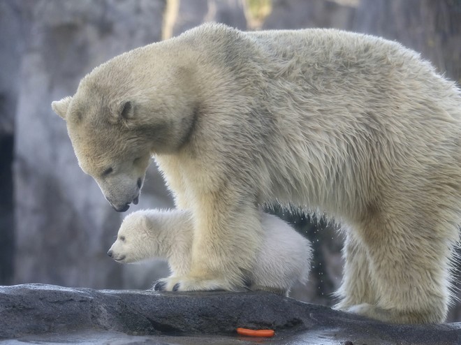 Οι πολικές αρκούδες κινδυνεύουν να εξαφανιστούν μέχρι το τέλος του αιώνα