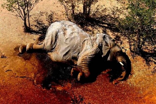 Μυστήριο με μαζικούς θανάτους ελεφάντων: Τα σενάρια