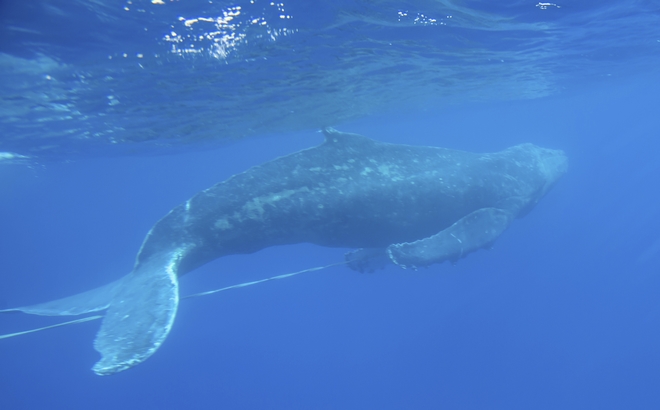 Βοιωτία: Φάλαινα εμφανίσθηκε στον Κορινθιακό κόλπο