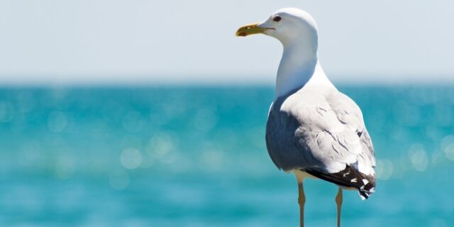 Απίστευτο: Δάγκωσε γλάρο που πήγε να του αρπάξει το φαγητό – Και συνελήφθη